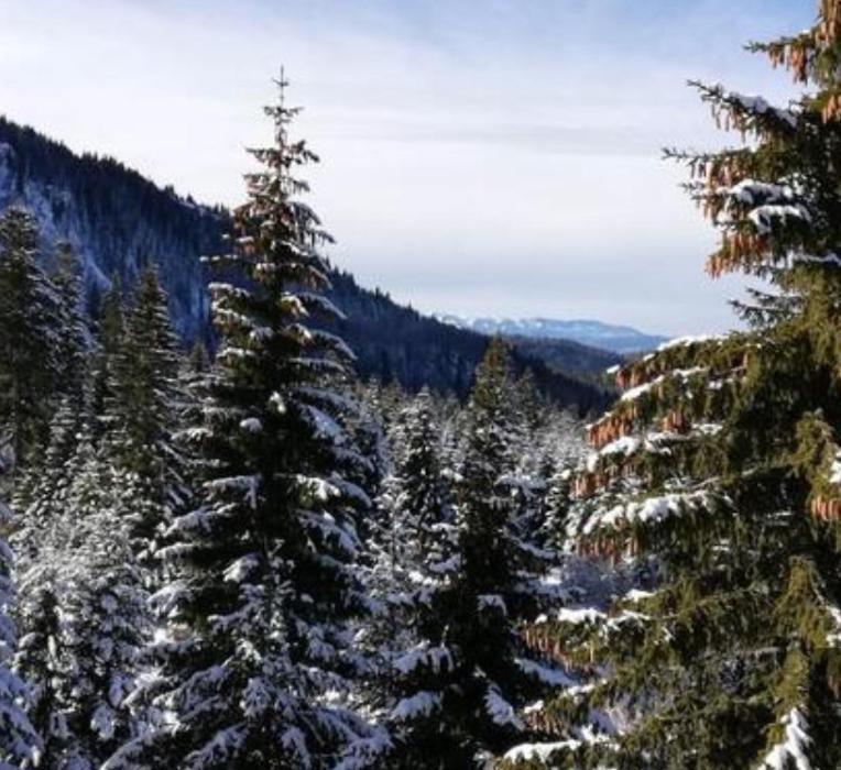 Jelka Apartmani Jahorina Exterior photo